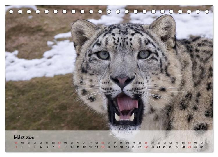 Produktbild: Leoparden. Elegante J&auml;ger (Tischkalender 2026 DIN A5 quer), CALVENDO Monatskalender