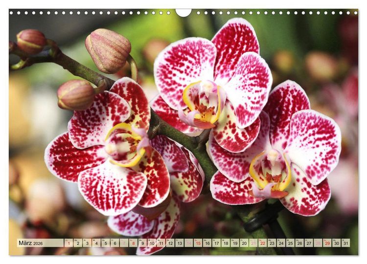 Produktbild: Beliebte Orchideen (Wandkalender 2026 DIN A3 quer), CALVENDO Monatskalender