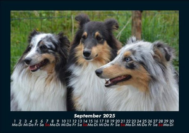 Produktbild: Hundezauber 2025 Fotokalender DIN A5