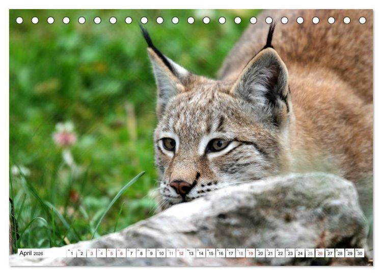 Produktbild: Der Luchs - Der J&auml;ger auf leisen Pfoten (Tischkalender 2026 DIN A5 quer), CALVENDO Monatskalender