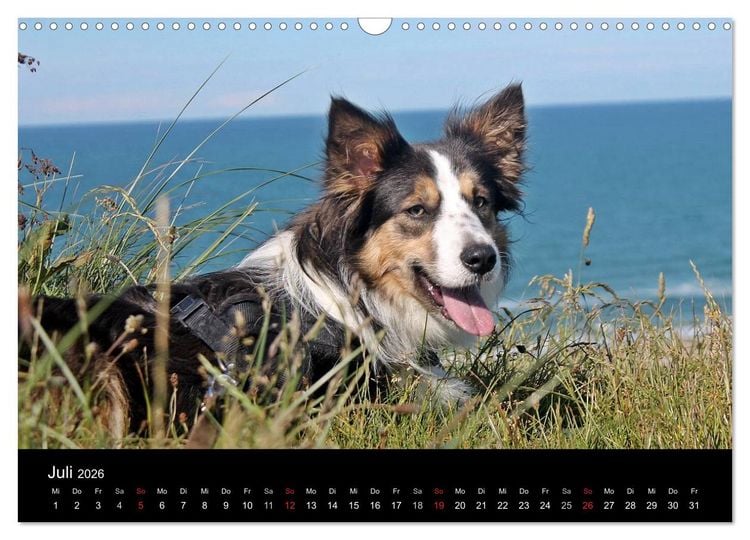 Produktbild: Border Collies machen Urlaub in D&auml;nemark (Wandkalender 2026 DIN A3 quer), CALVENDO Monatskalender
