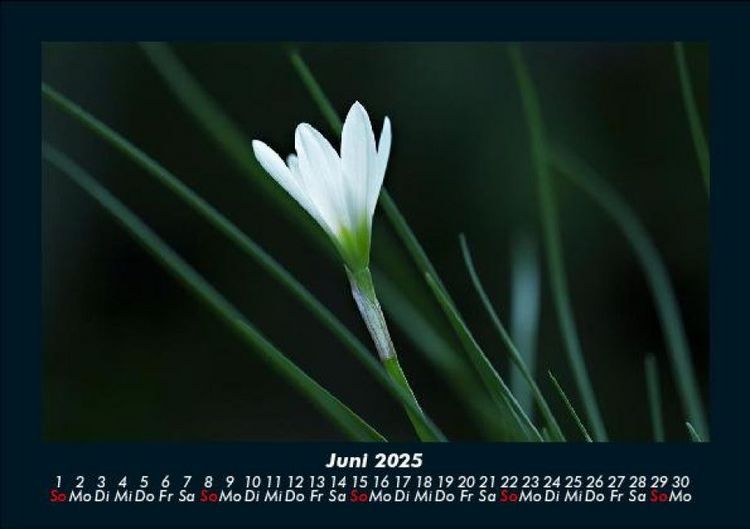 Produktbild: Blumentr&auml;ume 2025 Fotokalender DIN A5