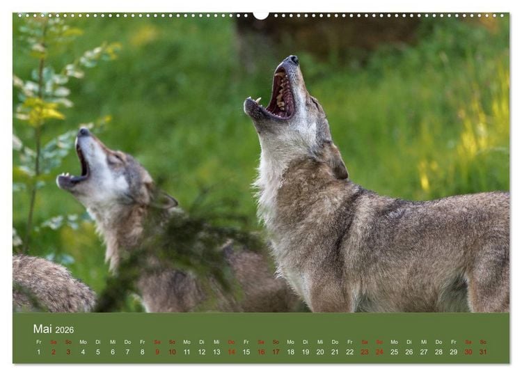 Produktbild: unter W&ouml;lfen (Wandkalender 2026 DIN A2 quer), CALVENDO Monatskalender