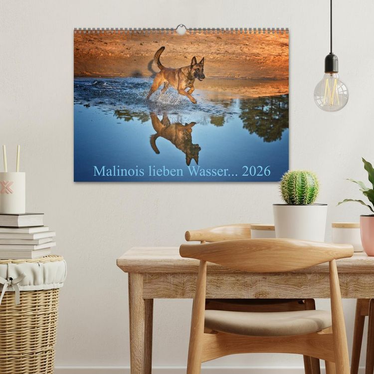 Produktbild: Malinois lieben Wasser (Wandkalender 2026 DIN A3 quer), CALVENDO Monatskalender