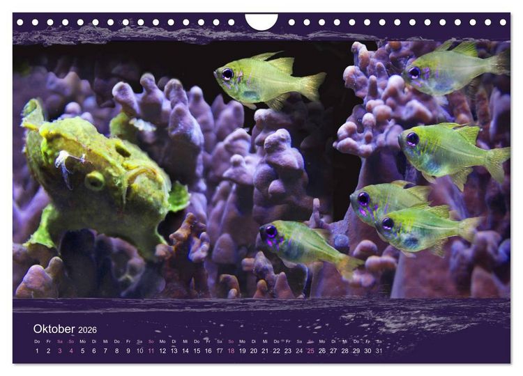 Produktbild: Korallenfische im Lichtschimmer des Meeres (Wandkalender 2026 DIN A4 quer), CALVENDO Monatskalender