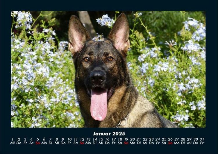 Produktbild: Hundezauber 2025 Fotokalender DIN A4