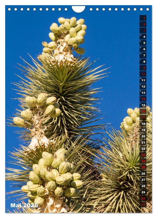 Produktbild: Impressionen aus dem JOSHUA TREE NATIONAL PARK (Wandkalender 2026 DIN A4 hoch), CALVENDO Monatskalender