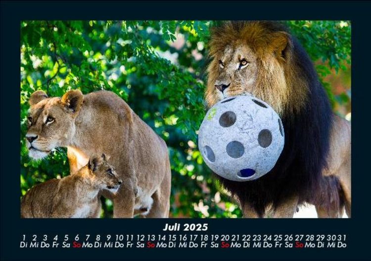 Produktbild: L&ouml;wen in der Wildnis 2025 Fotokalender DIN A5
