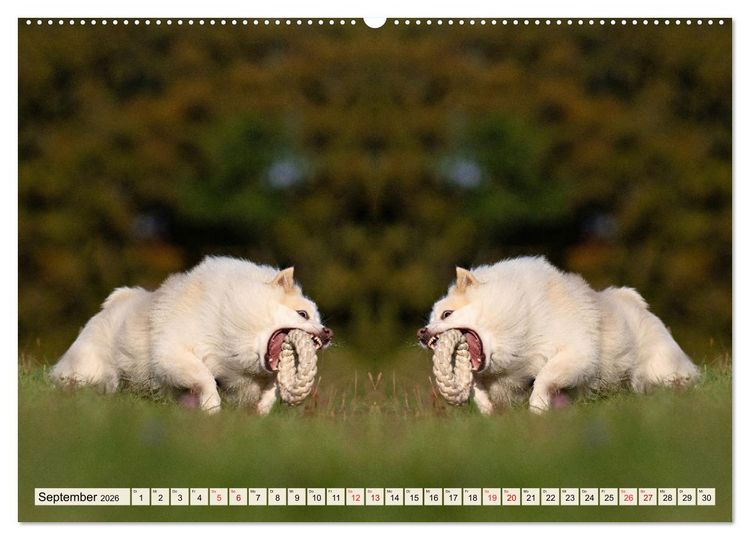 Produktbild: Mit doppelter Power durch das Jahr (hochwertiger Premium Wandkalender 2026 DIN A2 quer), Kunstdruck in Hochglanz