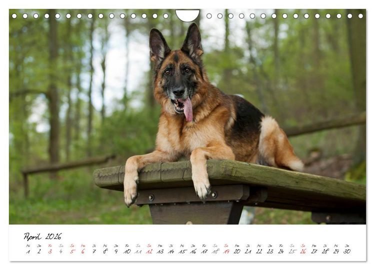 Produktbild: Deutsche Sch&auml;ferhunde - Senioren auf vier Pfoten (Wandkalender 2026 DIN A4 quer), CALVENDO Monatskalender