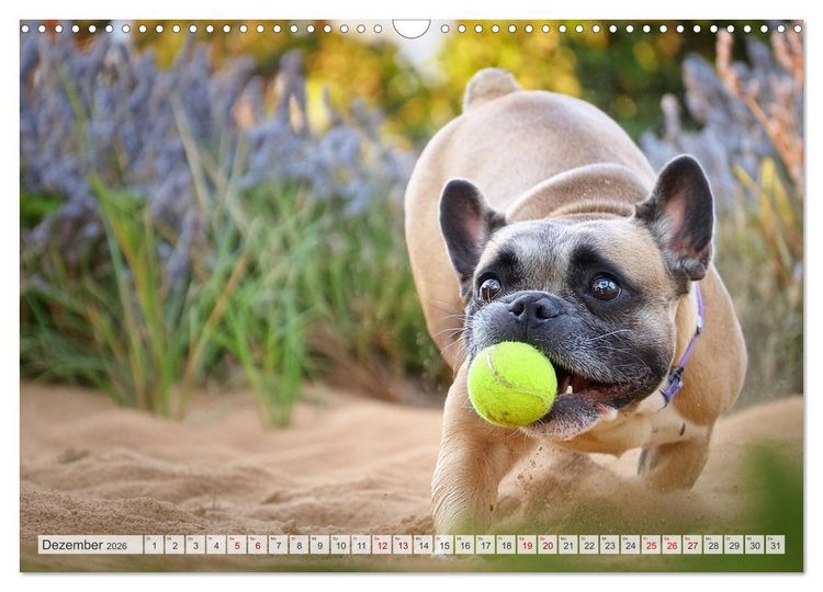 Produktbild: Bullys in Action - Franz&ouml;sische Bulldoggen lieben B&auml;lle (Wandkalender 2026 DIN A3 quer), CALVENDO Monatskalender