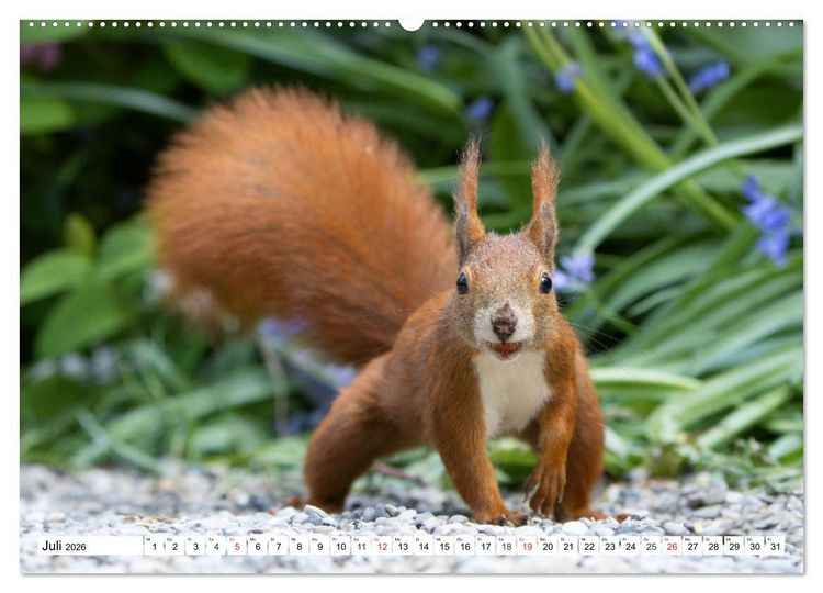 Produktbild: Eichh&ouml;rnchen im K&ouml;niglichen Garten (Wandkalender 2026 DIN A2 quer), CALVENDO Monatskalender