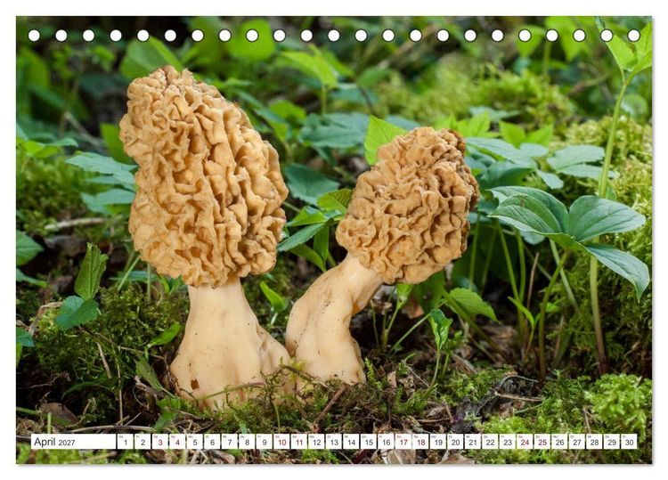 Produktbild: Pilze finden - das ganze Jahr! (Tischkalender 2027 DIN A5 quer), CALVENDO Monatskalender