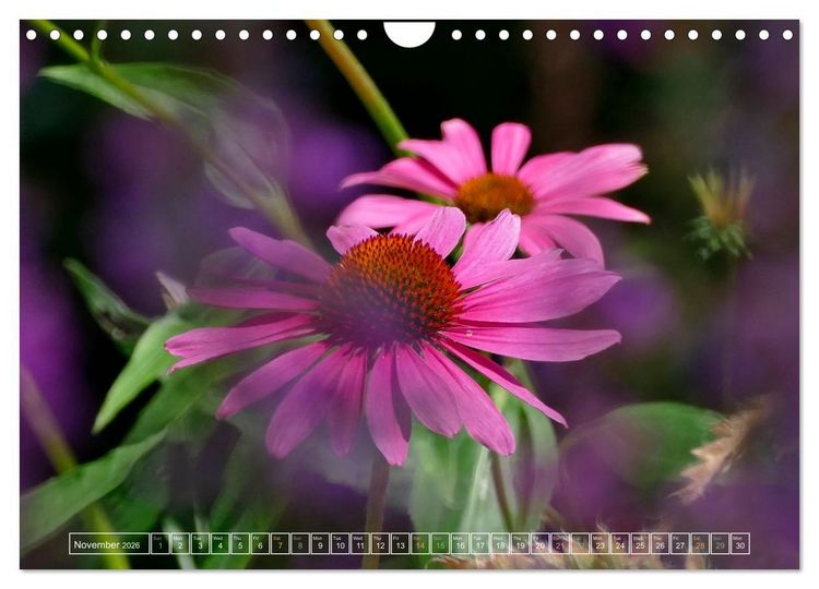 Produktbild: Blooming beauties (Wall Calendar 2026 DIN A4 landscape), CALVENDO 12 Month Wall Calendar
