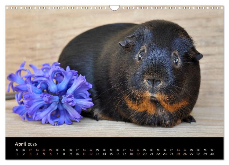 Produktbild: Meerschweinchen - Kleine s&uuml;&szlig;e Fellnasen (Wandkalender 2026 DIN A3 quer), CALVENDO Monatskalender