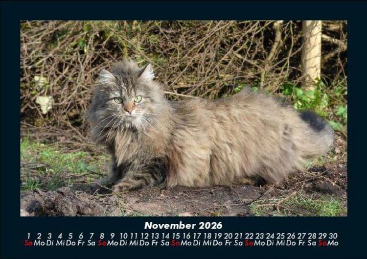 Produktbild: F&uuml;r Katzenfreunde 2026 Fotokalender DIN A5