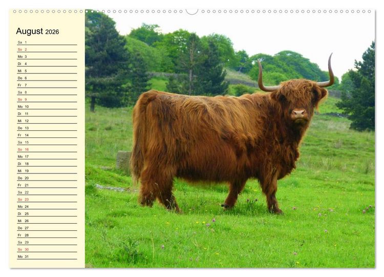 Produktbild: Schottische Hochlandrinder. Freundlich, sch&ouml;n und robust (hochwertiger Premium Wandkalender 2026 DIN A2 quer), Kunstdruck in Hochglanz