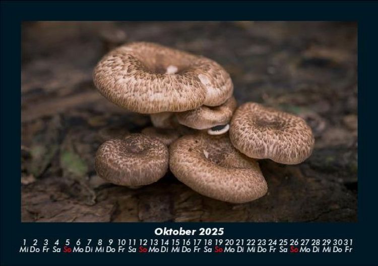 Produktbild: Pilzkalender 2025 Fotokalender DIN A5