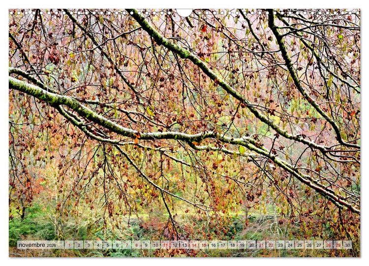 Produktbild: Au c&oelig;ur de la for&ecirc;t (Calendrier mural 2026 DIN A3 vertical), CALVENDO calendrier mensuel