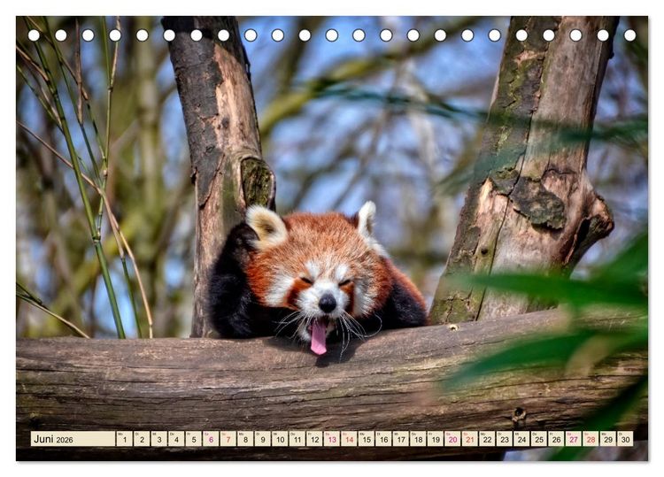 Produktbild: Kleiner Panda (Tischkalender 2026 DIN A5 quer), CALVENDO Monatskalender