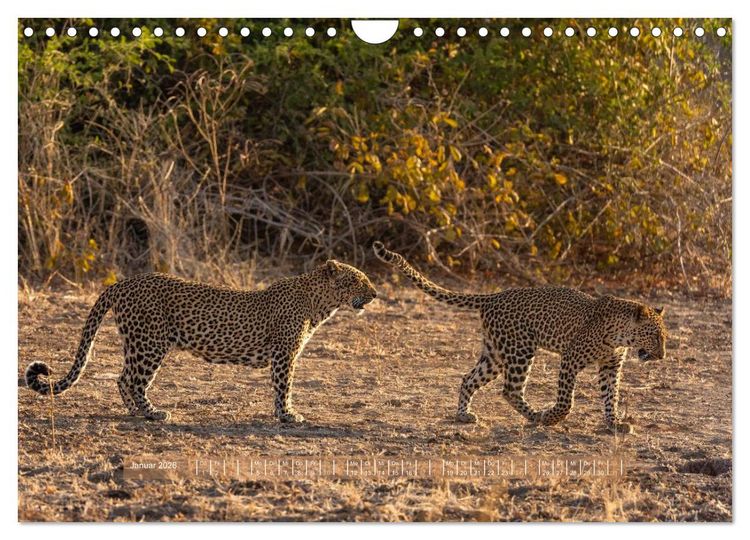 Produktbild: Sambias gro&szlig;artige Tierwelt (Wandkalender 2026 DIN A4 quer), CALVENDO Monatskalender