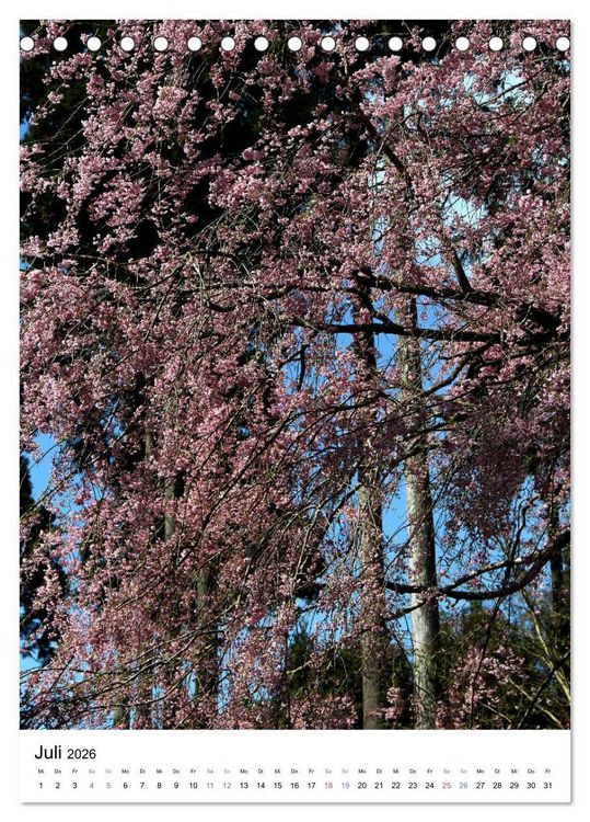 Produktbild: Japan - Kirschbl&uuml;ten (Tischkalender 2026 DIN A5 hoch), CALVENDO Monatskalender