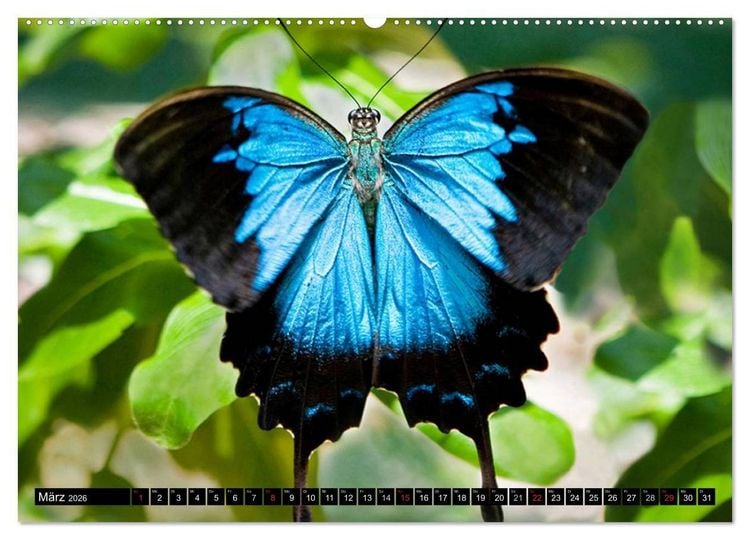 Produktbild: Regenwald &bull; Tiere im Dschungel (hochwertiger Premium Wandkalender 2026 DIN A2 quer), Kunstdruck in Hochglanz
