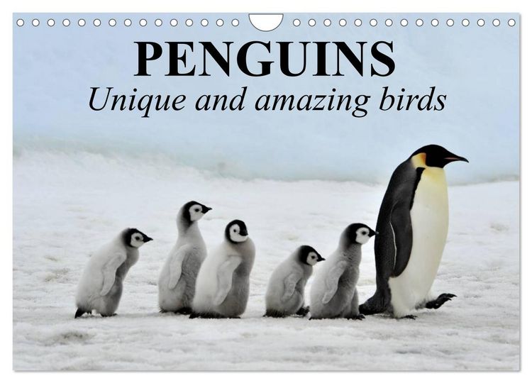 Produktbild: Penguins Unique and amazing birds (Wall Calendar 2026 DIN A4 landscape), CALVENDO 12 Month Wall Calendar