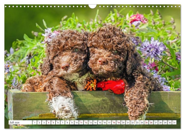 Produktbild: Lagotto Romagnolo Welpen - Sieben kleine Weltentdecker auf gro&szlig;er Fahrt (Wandkalender 2026 DIN A3 quer), CALVENDO Monatskalender