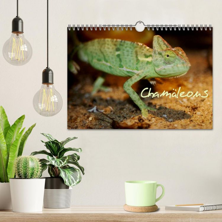 Produktbild: Cham&auml;leons (Wandkalender 2026 DIN A4 quer), CALVENDO Monatskalender