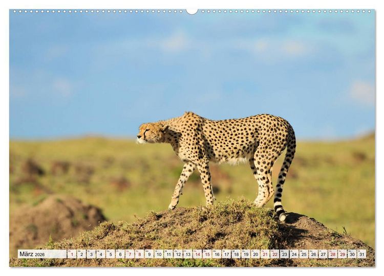 Produktbild: Faszinaton Afrika: Geparde (hochwertiger Premium Wandkalender 2026 DIN A2 quer), Kunstdruck in Hochglanz