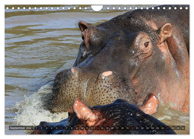 Produktbild: Hippos - Begegnungen in Afrika (Wandkalender 2026 DIN A4 quer), CALVENDO Monatskalender