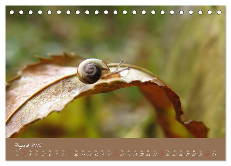 Produktbild: Schneckchen (Tischkalender 2026 DIN A5 quer), CALVENDO Monatskalender