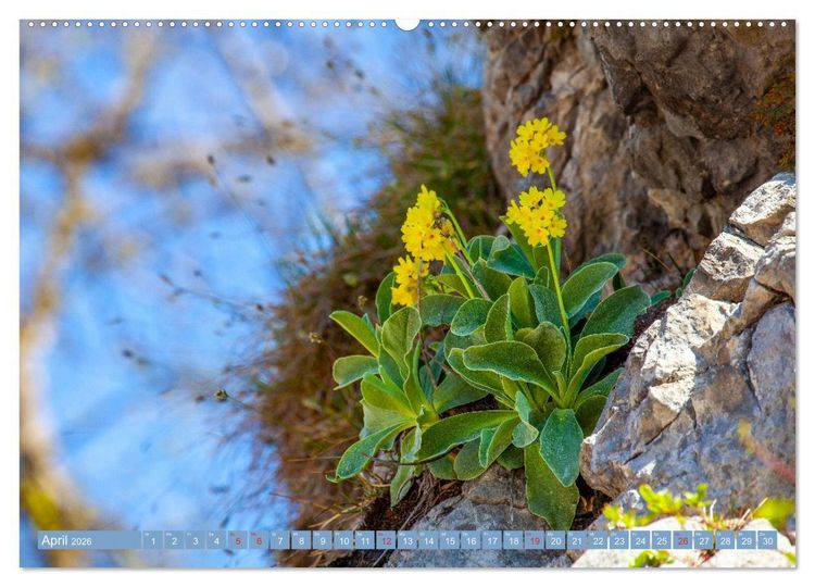 Produktbild: Meine sch&ouml;nsten Alpenblumen (Wandkalender 2026 DIN A2 quer), CALVENDO Monatskalender