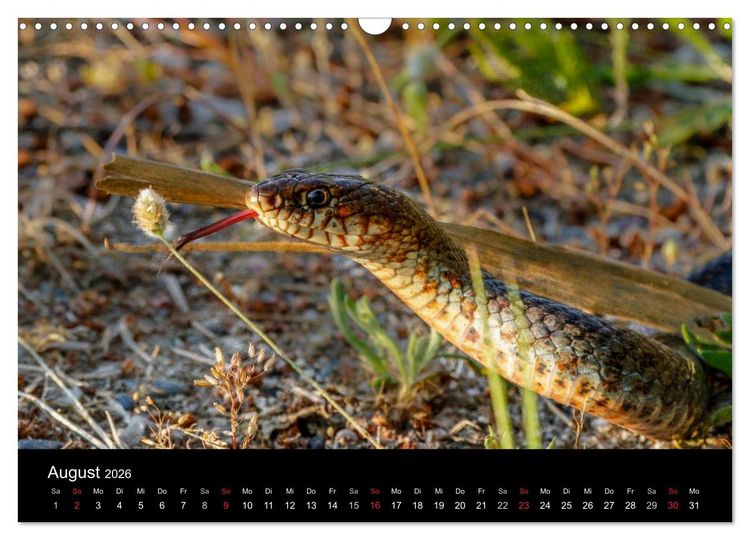 Produktbild: Reptilienkalender 2026 (Wandkalender 2026 DIN A3 quer), CALVENDO Monatskalender