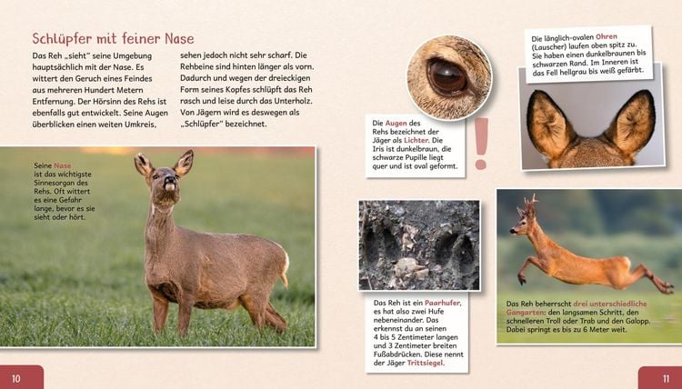 Produktbild: Meine gro&szlig;e Tierbibliothek: Das Reh