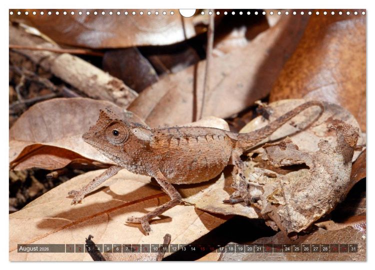 Produktbild: Reptilien auf Madagaskar (Wandkalender 2026 DIN A3 quer), CALVENDO Monatskalender