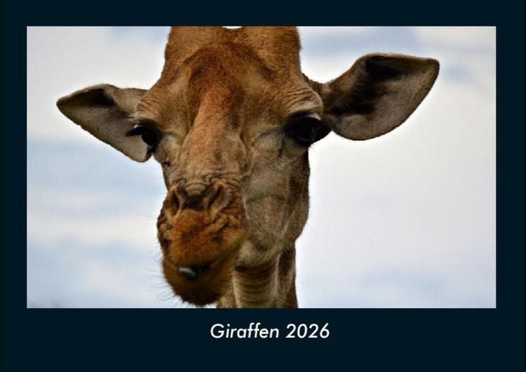Produktbild: Giraffen 2026 Fotokalender DIN A4