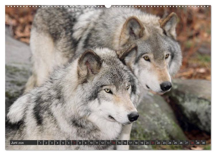Produktbild: W&ouml;lfe. Graue Eminenzen (hochwertiger Premium Wandkalender 2026 DIN A2 quer), Kunstdruck in Hochglanz