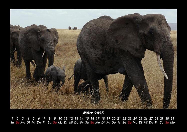 Produktbild: Elefanten 2025 Fotokalender DIN A3