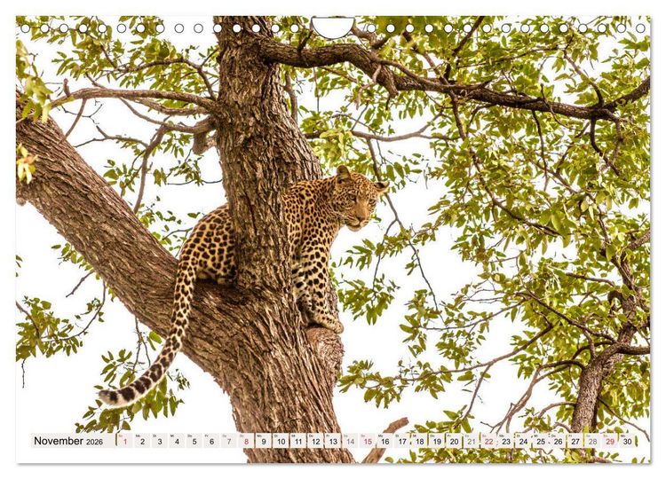Produktbild: Afrikas wilde Katzen (Wandkalender 2026 DIN A4 quer), CALVENDO Monatskalender