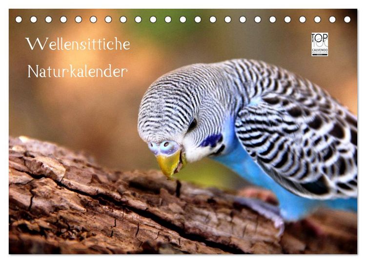 Produktbild: Wellensittiche - Naturkalender (Tischkalender 2026 DIN A5 quer), CALVENDO Monatskalender