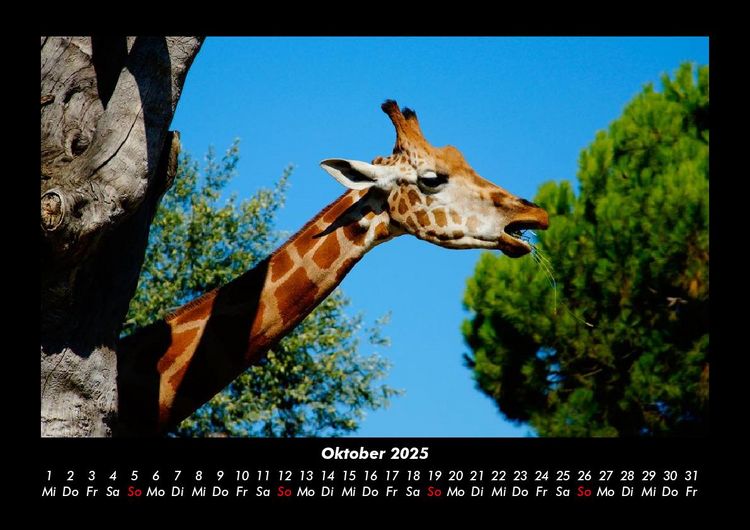 Produktbild: Giraffen 2025 Fotokalender DIN A3