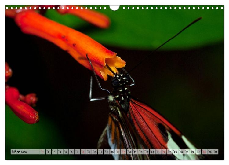 Produktbild: Schmetterlinge - zarte Gesch&ouml;pfe der Natur (Wandkalender 2026 DIN A3 quer), CALVENDO Monatskalender