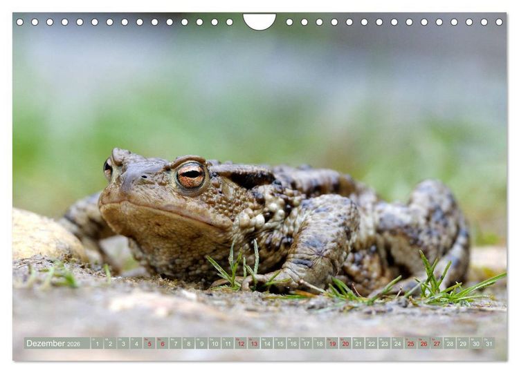 Produktbild: Kr&ouml;ten auf Wanderschaft (Wandkalender 2026 DIN A4 quer), CALVENDO Monatskalender