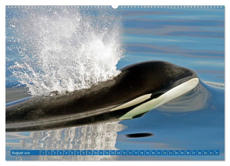 Produktbild: Orcas: Schwarz-wei&szlig;e Giganten (Wandkalender 2026 DIN A2 quer), CALVENDO Monatskalender