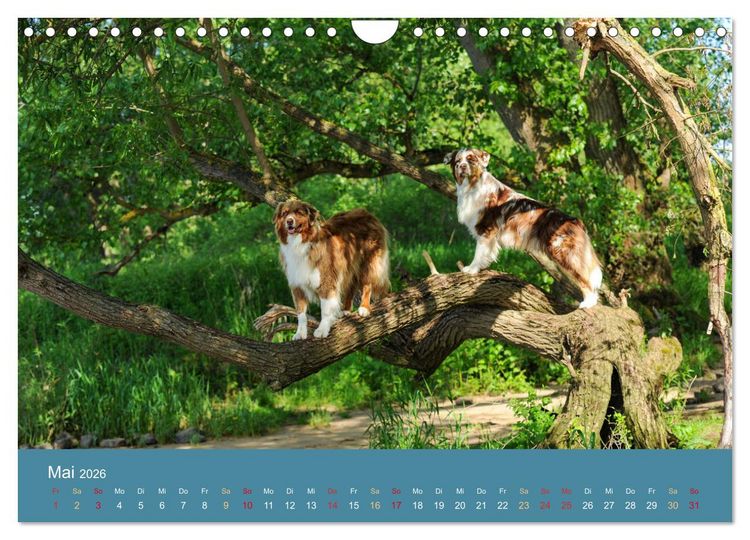 Produktbild: Mit Aussies unterwegs - Die bunte Welt der Australian Shepherds (Wandkalender 2026 DIN A4 quer), CALVENDO Monatskalender