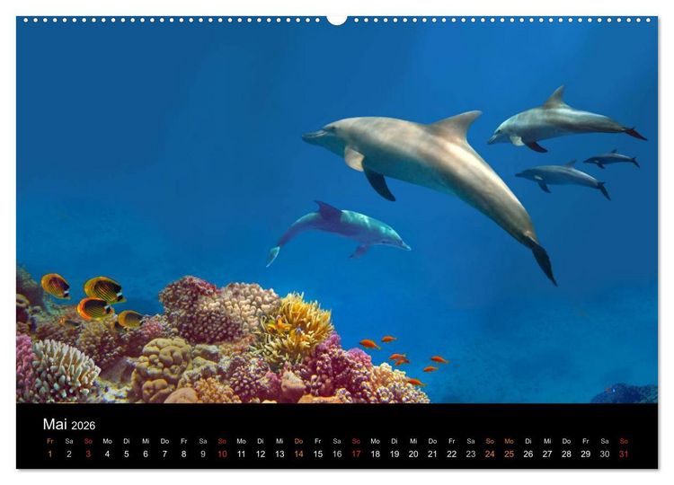 Produktbild: Riffleben - Einfach mal abtauchen (Wandkalender 2026 DIN A2 quer), CALVENDO Monatskalender