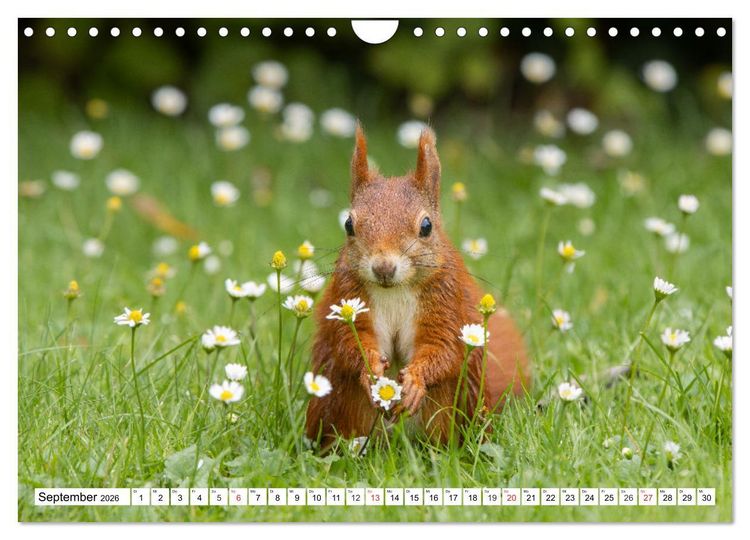 Produktbild: Eichh&ouml;rnchen im K&ouml;niglichen Garten (Wandkalender 2026 DIN A4 quer), CALVENDO Monatskalender