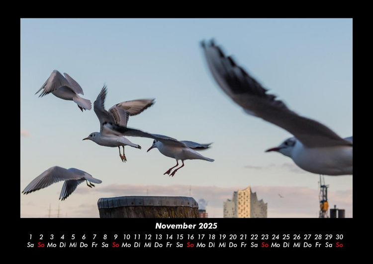Produktbild: M&ouml;wen 2025 Fotokalender DIN A3